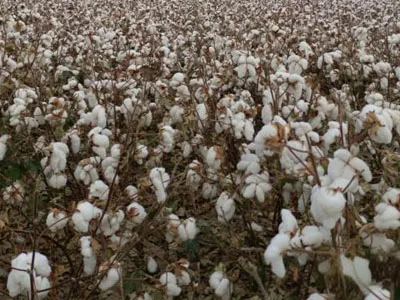 SunxFan双进风离心风机再升级: 新一代EC变频产品助力采棉机高效运转